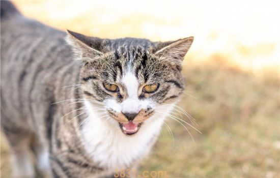 猫咪口腔溃烂是怎么了 猫咪口腔溃烂是得口腔炎了吗(图1)