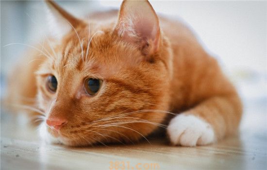 猫咪口腔溃烂是怎么了 猫咪口腔溃烂是得口腔炎了吗(图2)
