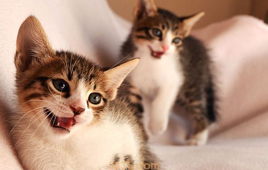 猫下泌尿道综合症的治疗及预防 又是一大人为导致的疾病!(图1)