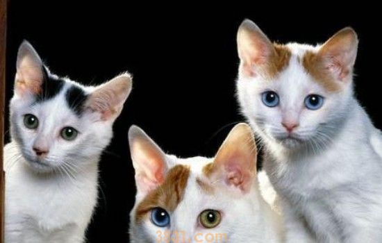 猫一直挠头是怎么回事 挠头的原因真的需要弄清楚!(图1)