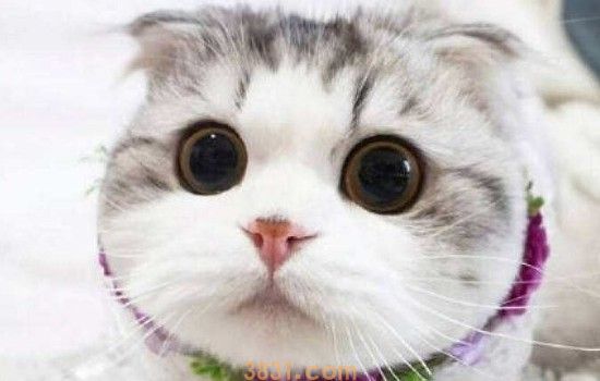 猫吃泡沫板能排出来嘛 这个肯定是不可能的,又不是分解器!(图1)