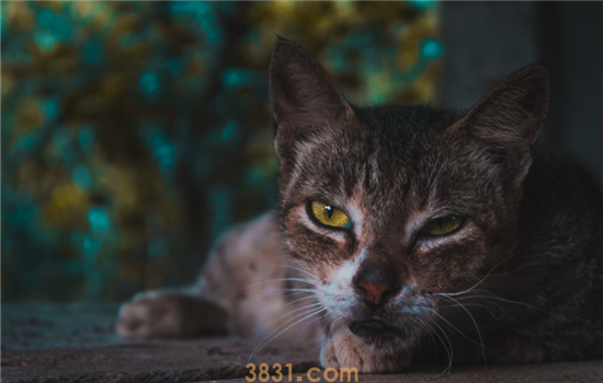 猫咪毛球症是什么病 毛球症的危害你知道吗(图1)