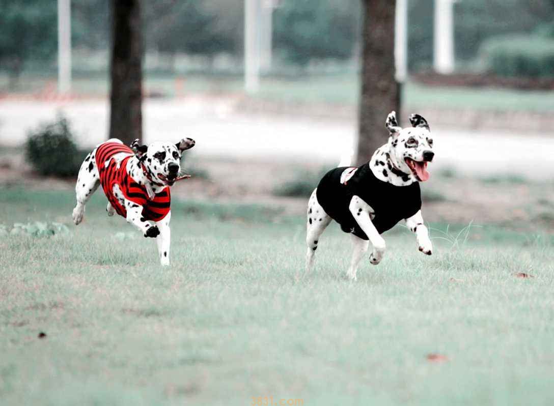 大麦町犬价格 大麦町犬价格宠物狗大全(图1)