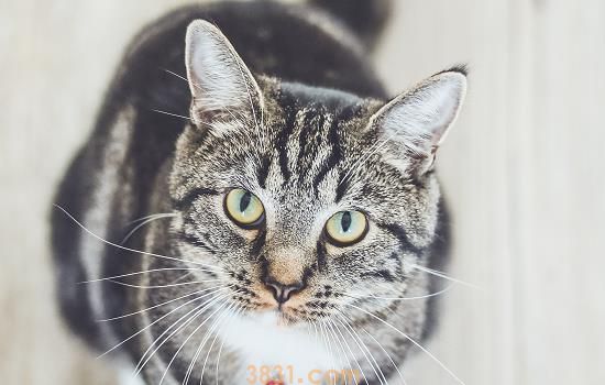 猫粪便堵在肛门口 猫咪可能便秘了哦(图2)