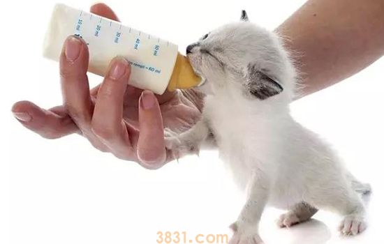 刚出生的小猫张嘴哈气 这种情况千万别忽视(图1)