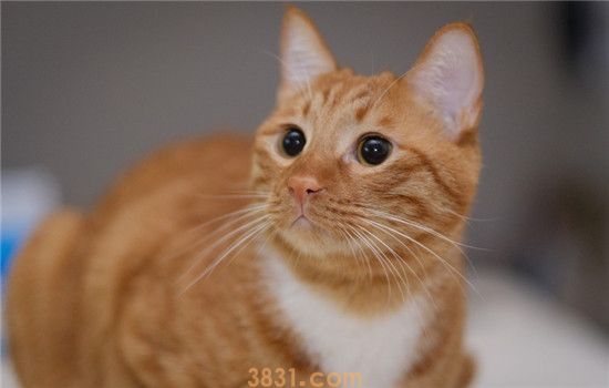 猫咪为什么会歪头 猫咪是想上演歪头杀吗(图1)