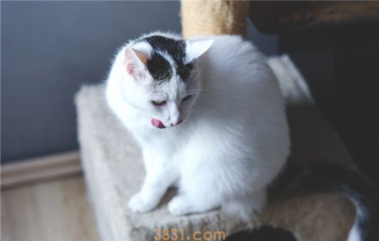 猫咪为什么会歪头 猫咪是想上演歪头杀吗(图2)