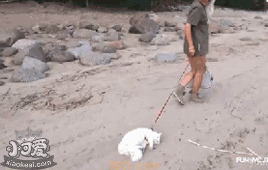 如何正确遛猫 遛猫更需要这些喵主子喜欢的方法(图3)