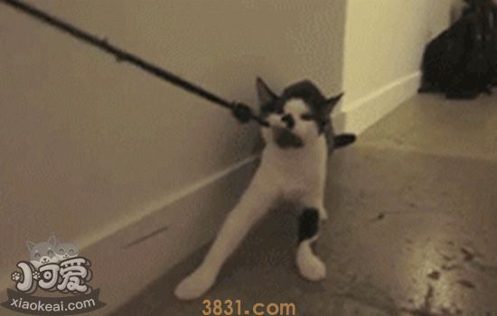 如何正确遛猫 遛猫更需要这些喵主子喜欢的方法(图4)