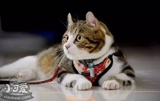 如何正确遛猫 遛猫更需要这些喵主子喜欢的方法(图5)