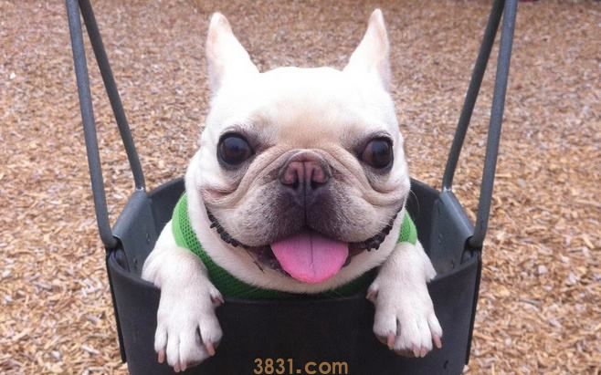 法斗犬价格 法斗犬的价格(图1)