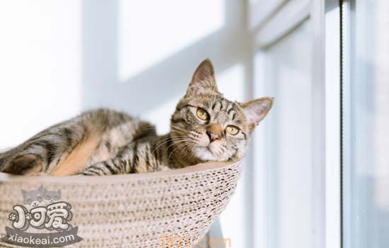 猫咪腹泻的原因及治疗方法 猫咪腹泻可能比吃错东西更严重(图6)