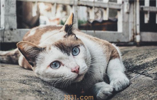 猫是怎么占地盘的 猫咪占地盘的三种方式有点意思(图1)