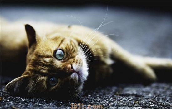 猫是怎么占地盘的 猫咪占地盘的三种方式有点意思(图2)