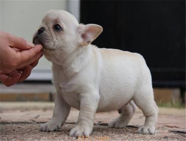 法斗犬多少钱一只 法斗犬多少钱一条(图1)