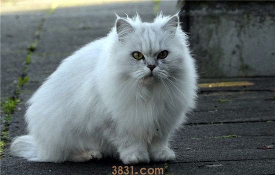 猫咪眼屎很多是怎么了 猫咪眼屎多是怎么造成的(图1)