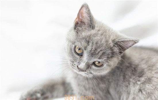 猫咪眼屎很多是怎么了 猫咪眼屎多是怎么造成的(图2)