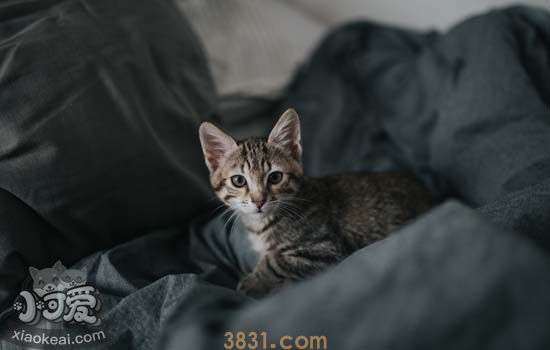 猫咪泪痕怎么去除 猫咪泪痕的6种原因及对策(图1)