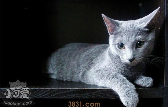猫咪泪痕怎么去除 猫咪泪痕的6种原因及对策(图2)