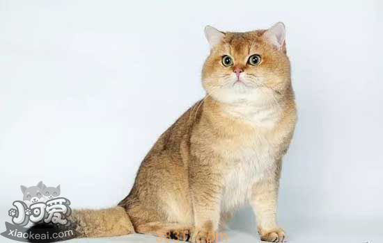 猫咪营养不良的表现 5种猫咪营养不良导致的疾病(图1)
