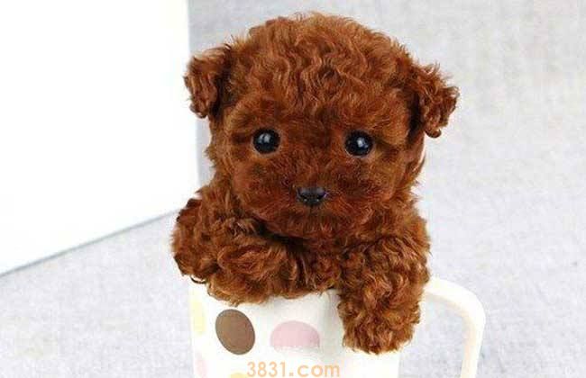 茶杯贵宾犬价格 茶杯贵宾犬的价格(图1)