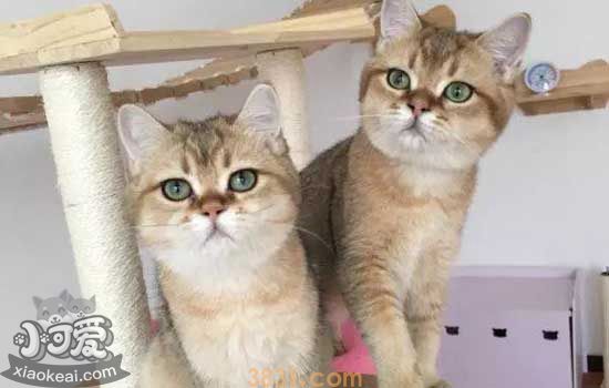 猫咪营养不良的表现 5种猫咪营养不良导致的疾病(图4)