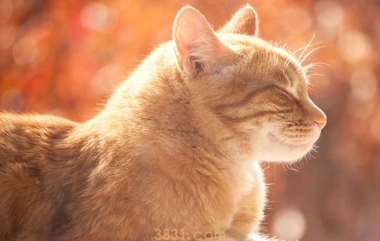 猫爬窗台是什么征兆 猫咪想要玩啦(图1)