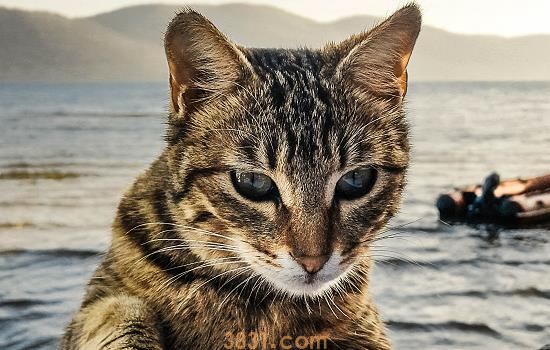 猫爪子肉垫猫癣症状 教你怎么处理(图1)
