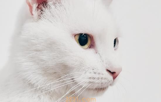 猫毛的根部有黑色颗粒 可能猫咪有皮肤病了!(图2)