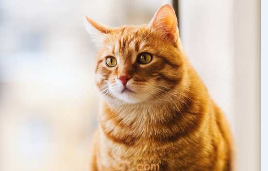 猫毛囊炎用什么药 茶水有妙用哦(图1)
