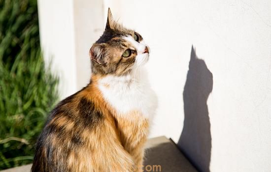 猫想拉屎的表现 这些表现主人要注意了哦(图1)