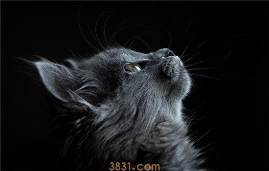猫喜欢晚上活动怎么办 猫咪昼伏夜出有什么坏处(图1)