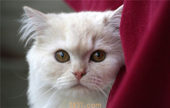 猫需要遛吗 遛猫需要注意什么(图1)