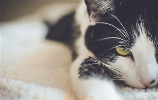 猫需要遛吗 遛猫需要注意什么(图2)
