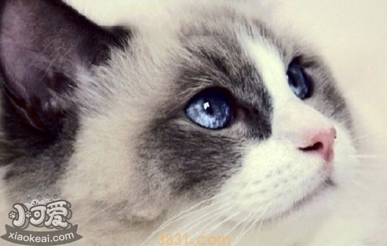 布偶猫毛变得断硬粗糙 布偶猫背部毛变硬是什么原因(图1)