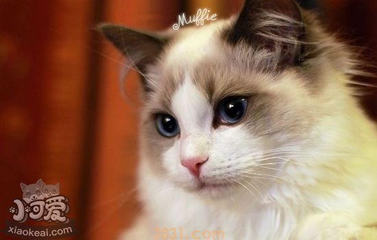 布偶猫毛变得断硬粗糙 布偶猫背部毛变硬是什么原因(图2)