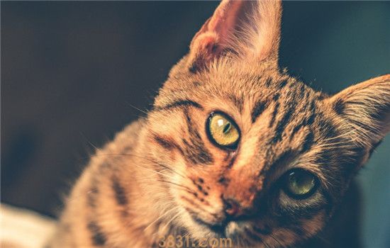 猫藓是什么东西 如何预防猫藓(图1)