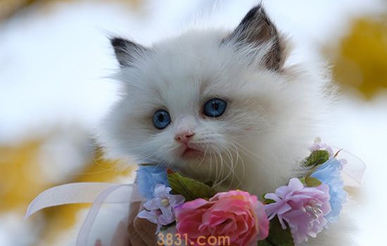 猫藓是怎么引起的 做好这些事远离猫藓(图1)