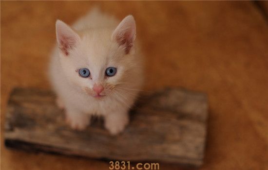 母猫奶水不足怎么办 小猫会不会被饿死(图1)