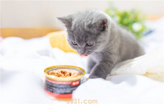 母猫奶水不足怎么办 小猫会不会被饿死(图2)