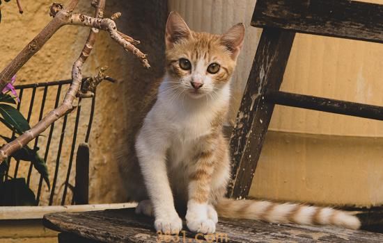 猫换粮拉稀一般几天 猫咪换粮有讲究(图1)