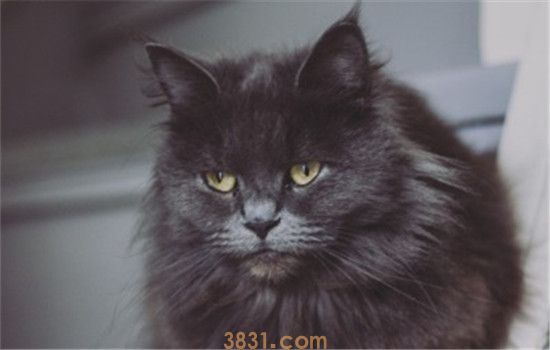 猫狂犬病的六大症状表现 猫咪出现怪异的行为要注意(图1)