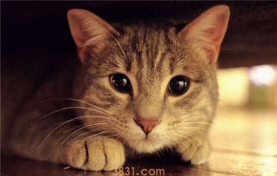 猫狂犬病症状 这四种症状一定得当心(图1)