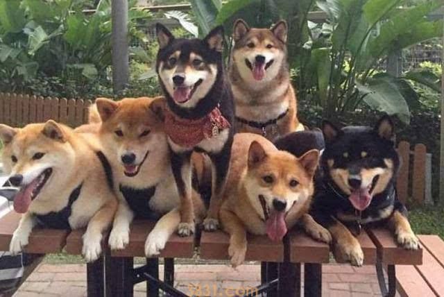 日本柴犬价格 日本柴犬价格多少钱一只(图1)