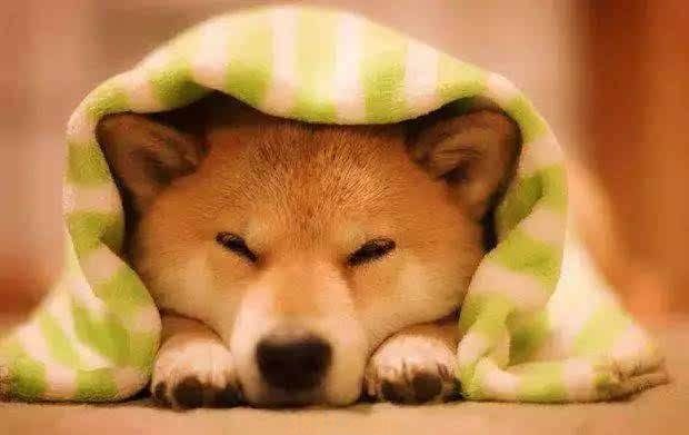 日本柴犬多少钱 日本柴犬多少钱一只(图1)