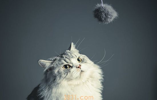 布偶猫感冒了咋办 布偶猫感冒家庭治疗法(图2)