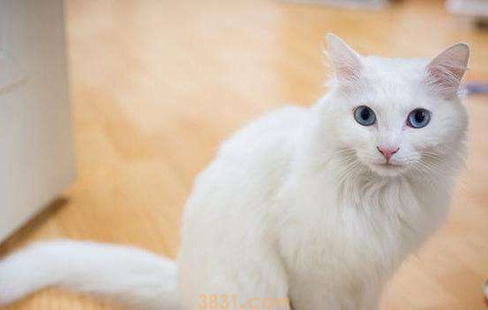 猫拉屎一会稀一会干 你的护理没做到那里就会出现这样情况(图1)