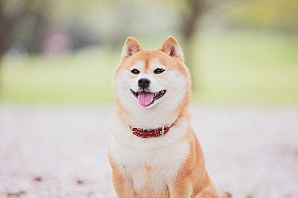 小柴犬多少钱一只 柴犬幼犬多少钱(图1)