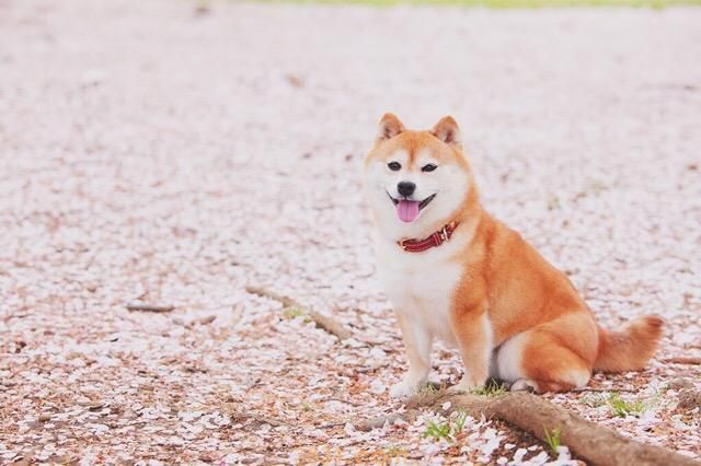 纯种柴犬价格 小柴犬价格(图1)