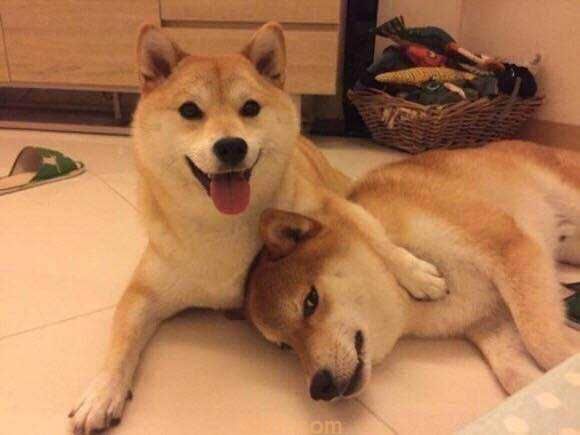 一只柴犬多少钱 柴犬一只多少钱(图1)